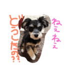 シュナマル りり（個別スタンプ：5）