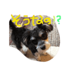 シュナマル りり（個別スタンプ：6）
