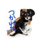 シュナマル りり（個別スタンプ：7）