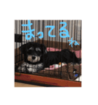 シュナマル りり（個別スタンプ：9）