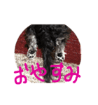シュナマル りり（個別スタンプ：12）