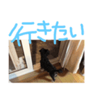 シュナマル りり（個別スタンプ：16）