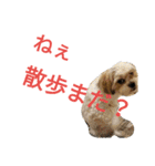 マルシーズー玄米くん（個別スタンプ：2）