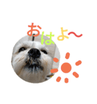 マルシーズー玄米くん（個別スタンプ：10）