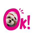 マルシーズー玄米くん（個別スタンプ：13）