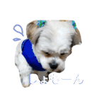 マルシーズー玄米くん（個別スタンプ：14）