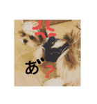 マルシーズー玄米くん（個別スタンプ：22）