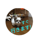 マルシーズー玄米くん（個別スタンプ：23）