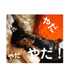 うちのりゅうせいくんパート2（個別スタンプ：15）