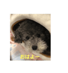 シルバープーティン之助（個別スタンプ：1）