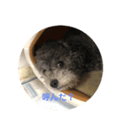 シルバープーティン之助（個別スタンプ：4）