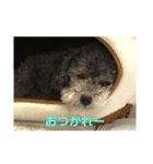 シルバープーティン之助（個別スタンプ：7）