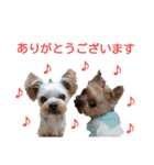 モモと小次郎（個別スタンプ：8）
