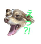フラッフィーーーー（個別スタンプ：4）