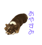 フラッフィーーーー（個別スタンプ：7）