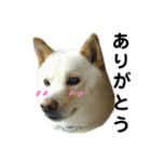 柴犬ヤマトの日常（個別スタンプ：1）