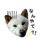 柴犬ヤマトの日常（個別スタンプ：5）