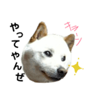 柴犬ヤマトの日常（個別スタンプ：7）