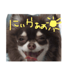 ちわわ日常スタンプ（個別スタンプ：14）