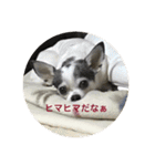 ボクは チワワのアランです（個別スタンプ：4）