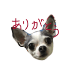 ボクは チワワのアランです（個別スタンプ：6）