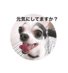 ボクは チワワのアランです（個別スタンプ：7）