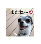 ボクは チワワのアランです（個別スタンプ：9）