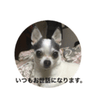 ボクは チワワのアランです（個別スタンプ：12）