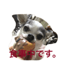 ボクは チワワのアランです（個別スタンプ：15）