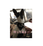ボクは チワワのアランです（個別スタンプ：17）