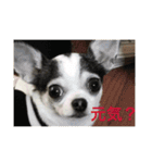 ボクは チワワのアランです（個別スタンプ：18）