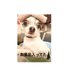 ボクは チワワのアランです（個別スタンプ：24）