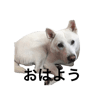 紀州犬ロックちゃんの使えるスタンプ（個別スタンプ：2）