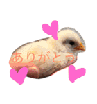 碁石チャボのピヨちゃん（個別スタンプ：22）