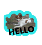 ミックス犬こころの日常（個別スタンプ：1）