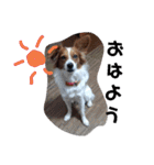 ミックス犬こころの日常（個別スタンプ：2）