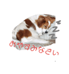 ミックス犬こころの日常（個別スタンプ：3）
