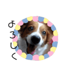 ミックス犬こころの日常（個別スタンプ：4）