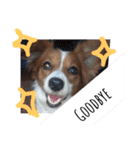 ミックス犬こころの日常（個別スタンプ：5）