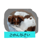ミックス犬こころの日常（個別スタンプ：9）