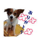 ミックス犬こころの日常（個別スタンプ：11）