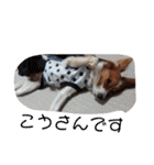 ミックス犬こころの日常（個別スタンプ：12）