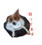 ミックス犬こころの日常（個別スタンプ：13）