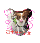 ミックス犬こころの日常（個別スタンプ：14）
