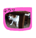 ミックス犬こころの日常（個別スタンプ：15）