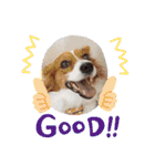 ミックス犬こころの日常（個別スタンプ：16）