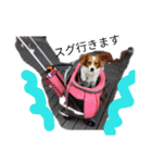 ミックス犬こころの日常（個別スタンプ：17）