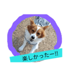 ミックス犬こころの日常（個別スタンプ：18）