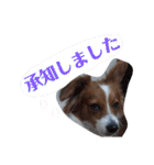 ミックス犬こころの日常（個別スタンプ：19）