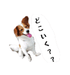 ミックス犬こころの日常（個別スタンプ：20）